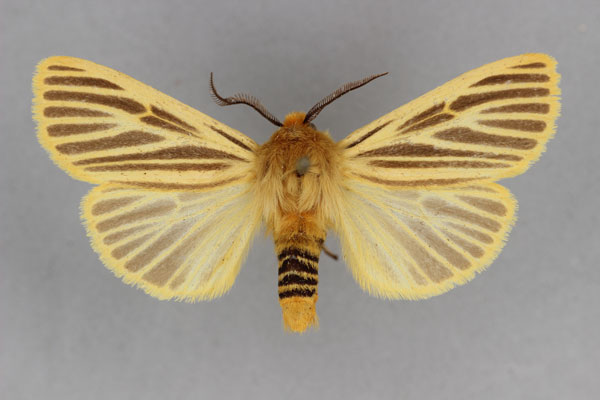/filer/webapps/moths/media/images/L/luteoradians_Toulgarctia_PT_BMNH.jpg