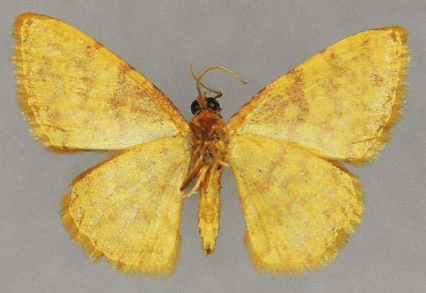 /filer/webapps/moths/media/images/L/luteorubens_Heterostegane_AM_ZSMb.jpg