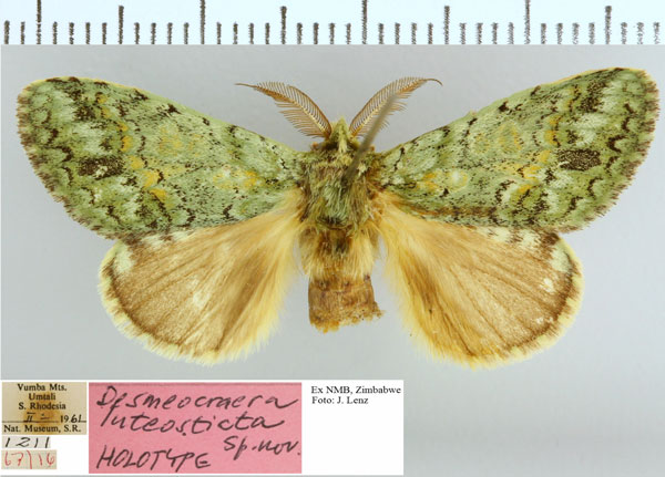 /filer/webapps/moths/media/images/L/luteosticta_Desmeocraera_HT_NMB.jpg