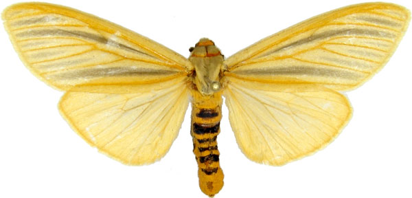 /filer/webapps/moths/media/images/L/lutescens_Afromurzinia_AM_MCJM.jpg