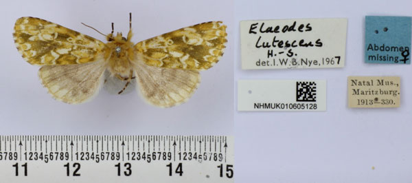 /filer/webapps/moths/media/images/L/lutescens_Nyodes_AF_BMNH.jpg