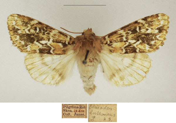 /filer/webapps/moths/media/images/L/lutescens_Nyodes_AF_TMSA_02.jpg