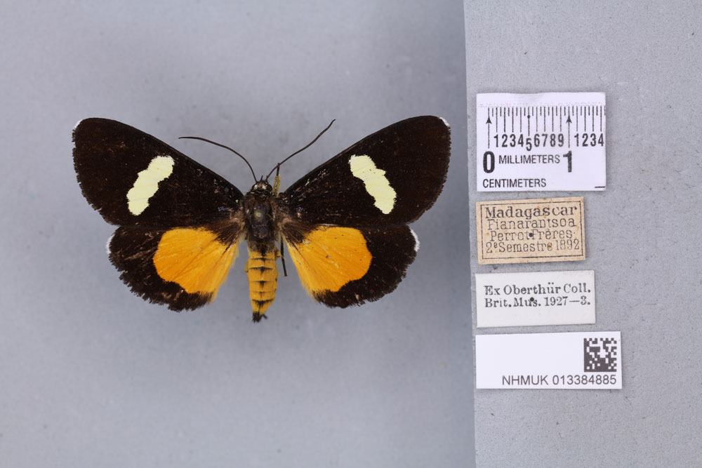 /filer/webapps/moths/media/images/L/lutescens_Rothia_STF_BMNHa.jpg