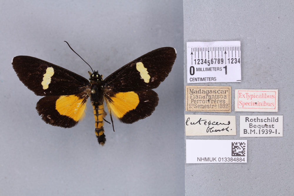 /filer/webapps/moths/media/images/L/lutescens_Rothia_STM_BMNH_01a.jpg