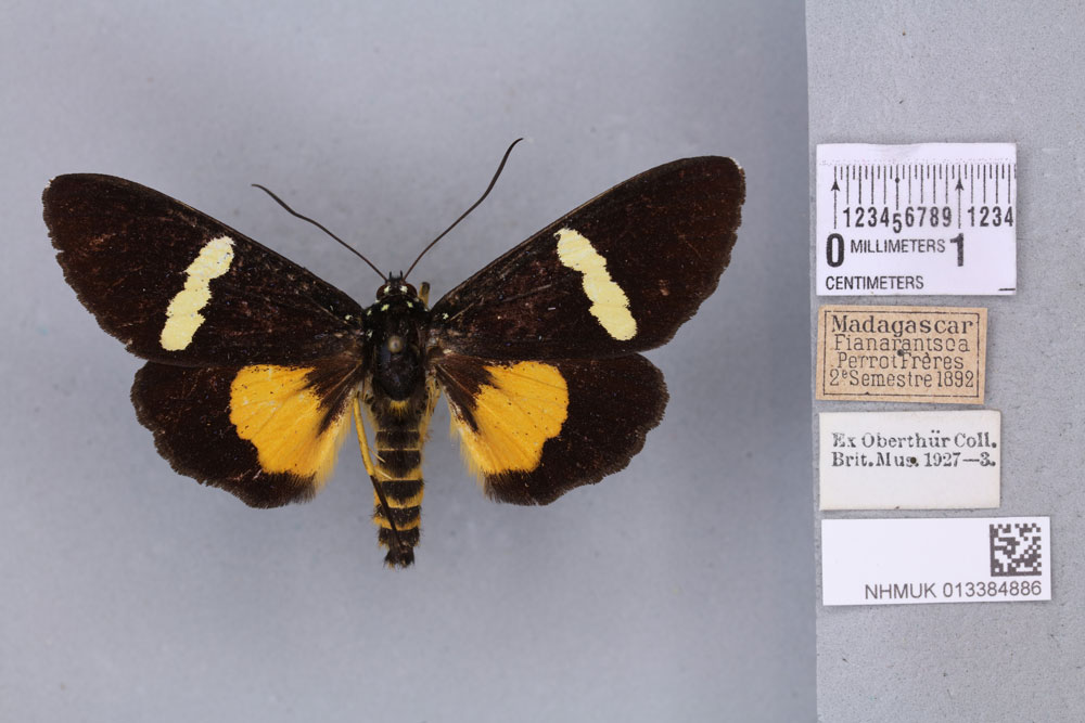 /filer/webapps/moths/media/images/L/lutescens_Rothia_STM_BMNH_02a.jpg