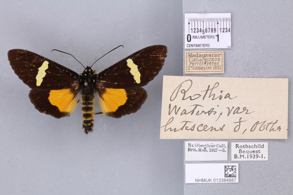 /filer/webapps/moths/media/images/L/lutescens_Rothia_STM_BMNH_03a.jpg