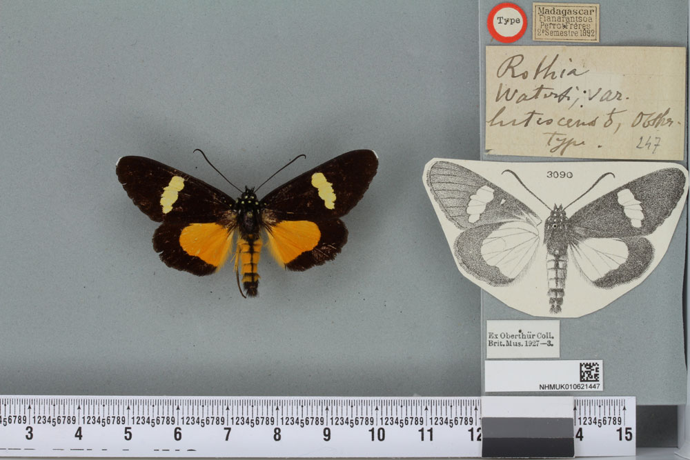 /filer/webapps/moths/media/images/L/lutescens_Rothia_ST_BMNHa.jpg