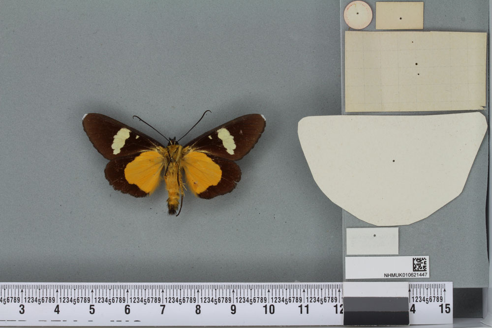 /filer/webapps/moths/media/images/L/lutescens_Rothia_ST_BMNHb.jpg
