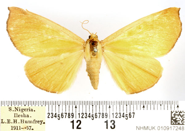 /filer/webapps/moths/media/images/L/lutosa_Holoxanthina_AF_BMNH.jpg