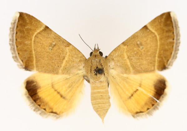 /filer/webapps/moths/media/images/L/lutosa_Plecopterodes_AF_TMSA_01.jpg