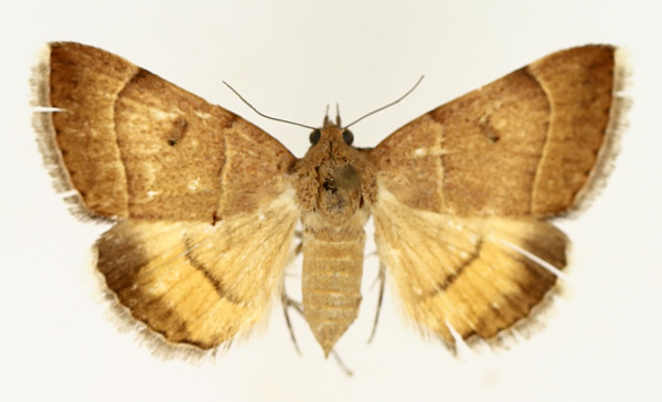 /filer/webapps/moths/media/images/L/lutosa_Plecopterodes_AF_TMSA_02.jpg
