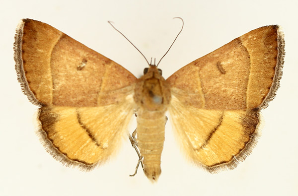 /filer/webapps/moths/media/images/L/lutosa_Plecopterodes_AM_TMSA_01.jpg