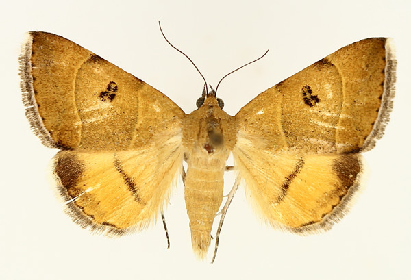 /filer/webapps/moths/media/images/L/lutosa_Plecopterodes_AM_TMSA_02.jpg