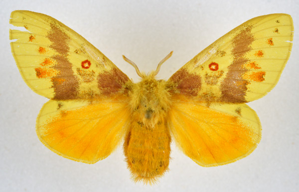 /filer/webapps/moths/media/images/L/lutulenta_Chrysopsyche_AF_NHMO.jpg