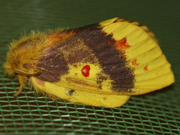 /filer/webapps/moths/media/images/L/lutulenta_Chrysopsyche_A_Wursten_01.jpg
