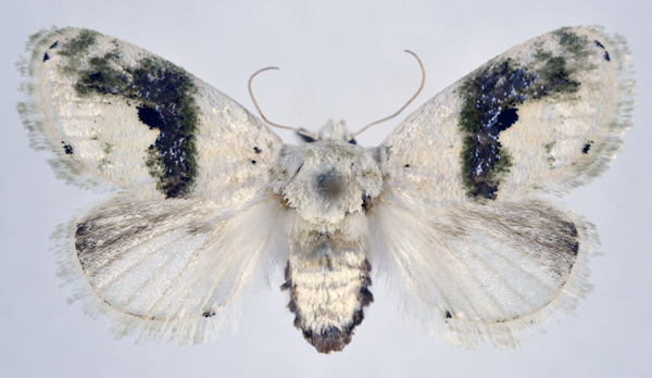 /filer/webapps/moths/media/images/L/luxuriosa_Afraltha_AF_NHMO.jpg