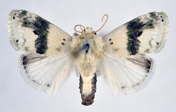 /filer/webapps/moths/media/images/L/luxuriosa_Afraltha_AM_NHMO.jpg