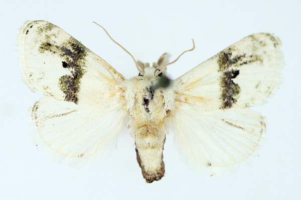 /filer/webapps/moths/media/images/L/luxuriosa_Afraltha_AM_TMSA.jpg