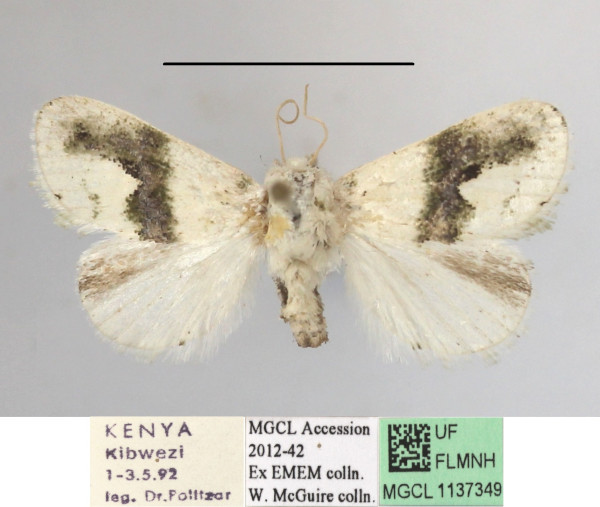 /filer/webapps/moths/media/images/L/luxuriosa_Niphadolepis_A_MGCLa_01.JPG