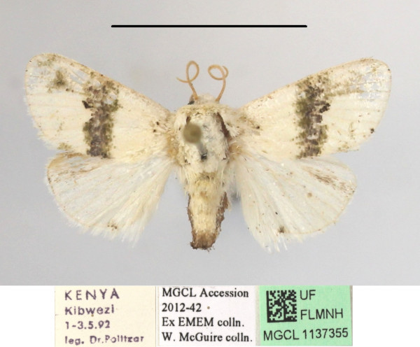 /filer/webapps/moths/media/images/L/luxuriosa_Niphadolepis_A_MGCLa_02.jpg