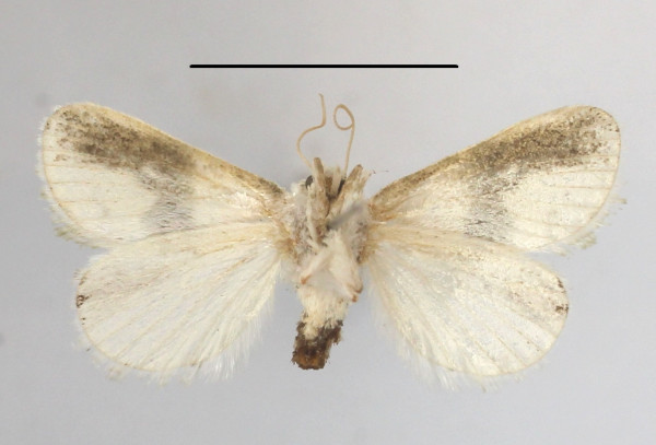 /filer/webapps/moths/media/images/L/luxuriosa_Niphadolepis_A_MGCLb_01.jpg