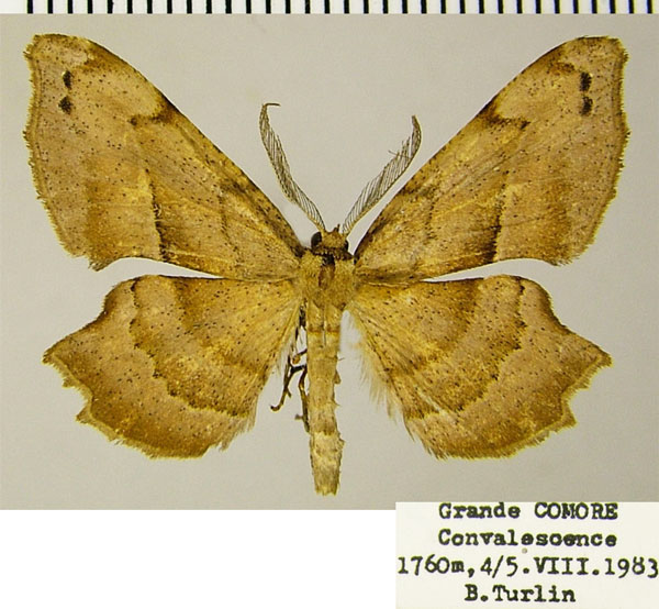 /filer/webapps/moths/media/images/L/luxuriosa_Xenimpia_AM_ZSMa.jpg