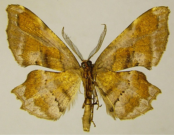 /filer/webapps/moths/media/images/L/luxuriosa_Xenimpia_AM_ZSMb.jpg