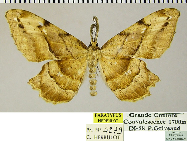 /filer/webapps/moths/media/images/L/luxuriosa_Xenimpia_PTM_ZSM.jpg