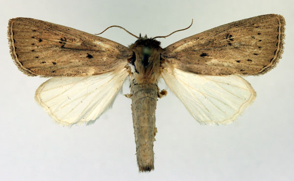 /filer/webapps/moths/media/images/L/luyaensis_Sesamia_AM_Aulombard.jpg
