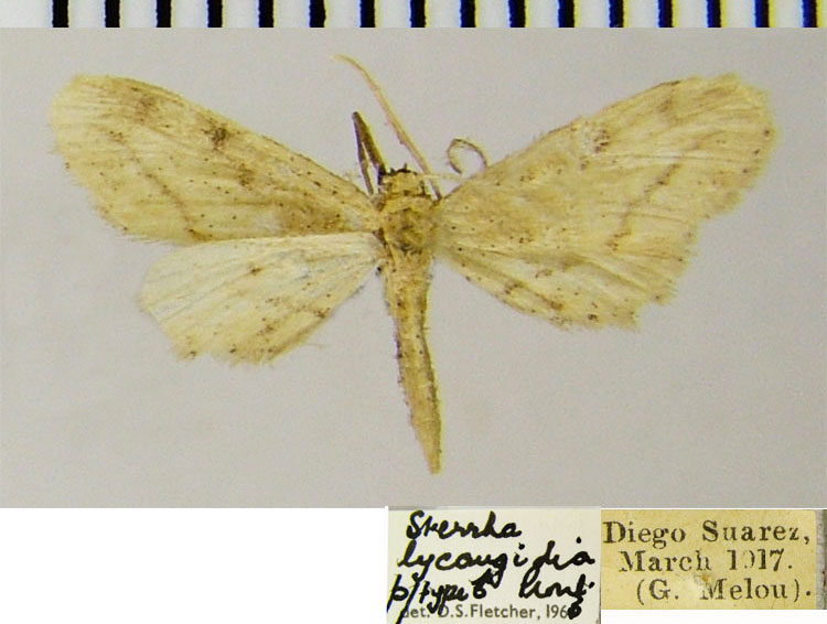 /filer/webapps/moths/media/images/L/lycaugidia_Idaea_PTM_ZSMa.jpg
