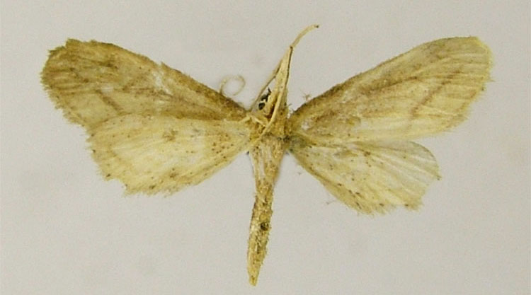 /filer/webapps/moths/media/images/L/lycaugidia_Idaea_PTM_ZSMb.jpg