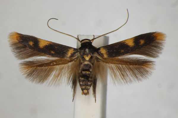 /filer/webapps/moths/media/images/L/lychnacma_Stathmopoda_A_BMNH.jpg