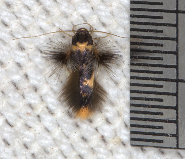 /filer/webapps/moths/media/images/L/lychnacma_Stathmopoda_A_Heyns_01.jpg