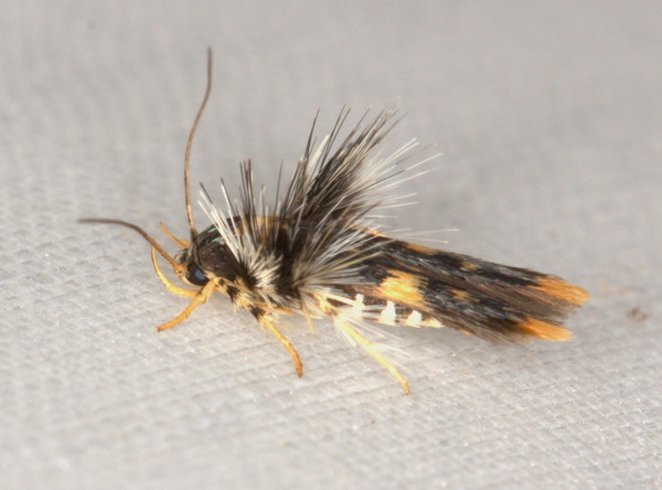 /filer/webapps/moths/media/images/L/lychnacma_Stathmopoda_A_Heyns_02.jpg