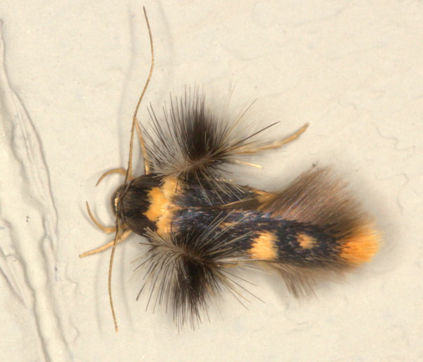 /filer/webapps/moths/media/images/L/lychnacma_Stathmopoda_A_Heyns_03.jpg