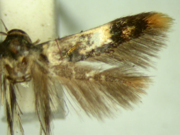 /filer/webapps/moths/media/images/L/lychnacma_Stathmopoda_HT236_TMSA_02.jpg