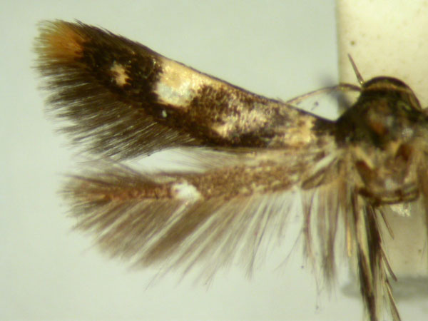 /filer/webapps/moths/media/images/L/lychnacma_Stathmopoda_HT236_TMSA_03.jpg