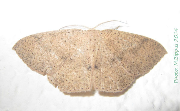 /filer/webapps/moths/media/images/L/lyciscaria_Cyclophora_A_Bippus.jpg