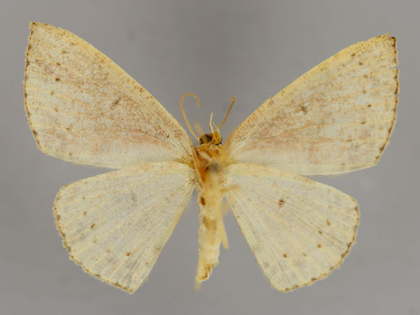 /filer/webapps/moths/media/images/L/lyciscaria_Cyclophora_A_ZSM_02.jpg