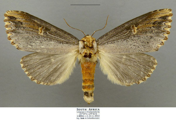 /filer/webapps/moths/media/images/L/lydenburgi_Antheua_AF_Schintlmeister.jpg