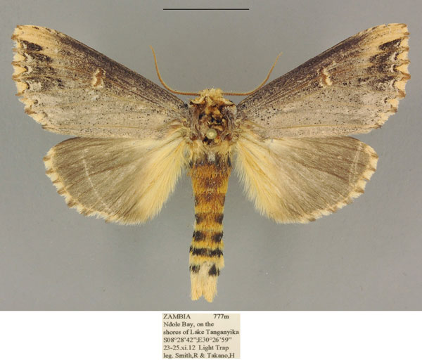 /filer/webapps/moths/media/images/L/lydenburgi_Antheua_AM_ANHRT.jpg