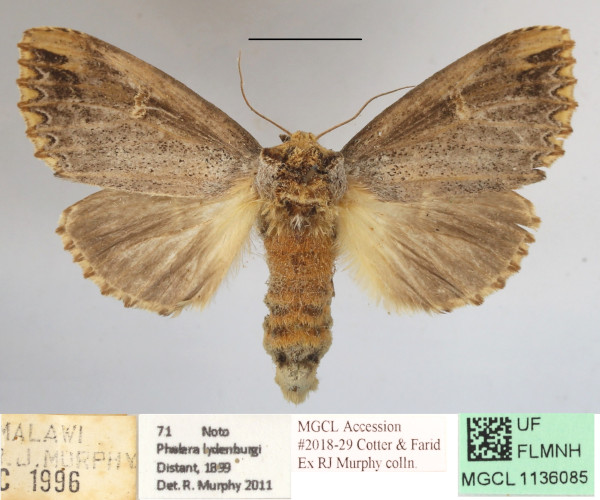 /filer/webapps/moths/media/images/L/lydenburgi_Antheua_A_MGCLa_01.JPG