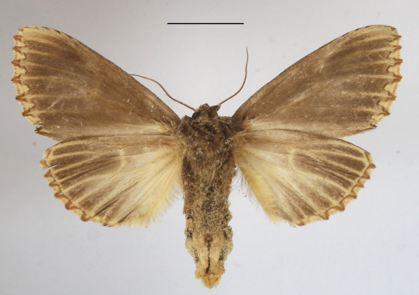 /filer/webapps/moths/media/images/L/lydenburgi_Antheua_A_MGCLb_01.JPG