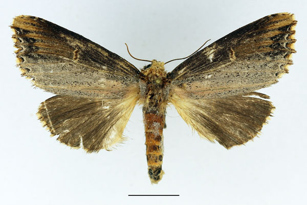 /filer/webapps/moths/media/images/L/lydenburgi_Phalera_AF_Basquin.jpg