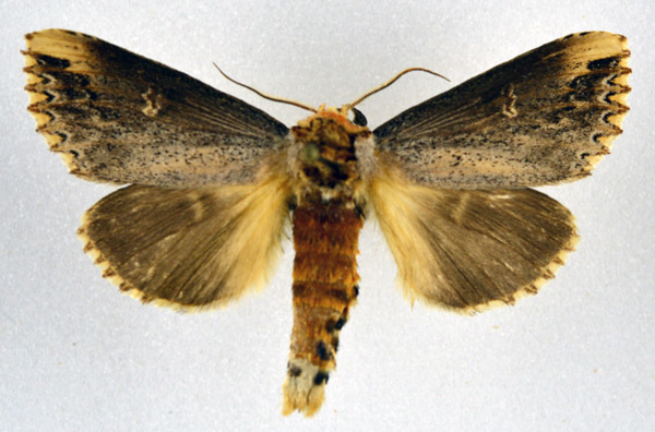 /filer/webapps/moths/media/images/L/lydenburgi_Phalera_AM_NHMO.jpg