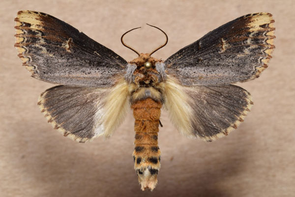 /filer/webapps/moths/media/images/L/lydenburgi_Phalera_A_Butler.jpg