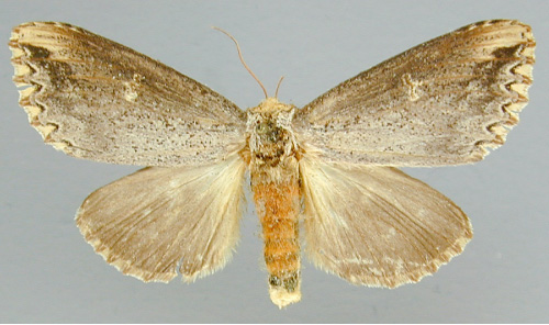 /filer/webapps/moths/media/images/L/lydenburgi_Phalera_A_RMCA_02.jpg