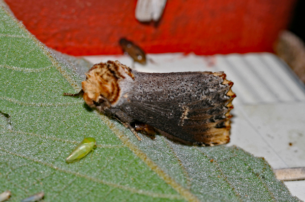 /filer/webapps/moths/media/images/L/lydenburgi_Phalera_A_Roland_01.jpg