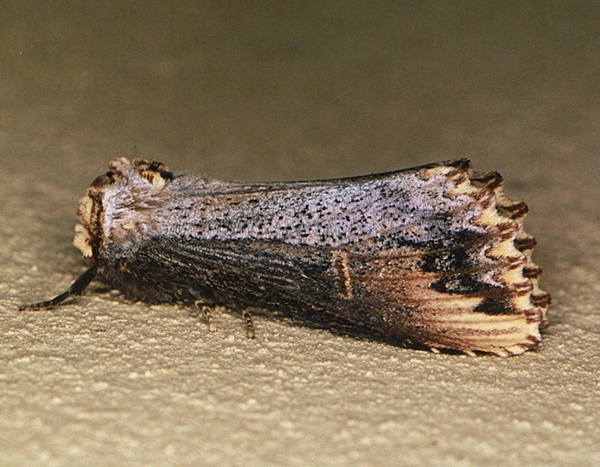 /filer/webapps/moths/media/images/L/lydenburgi_Phalera_A_Roland_01_dwssvd6.jpg