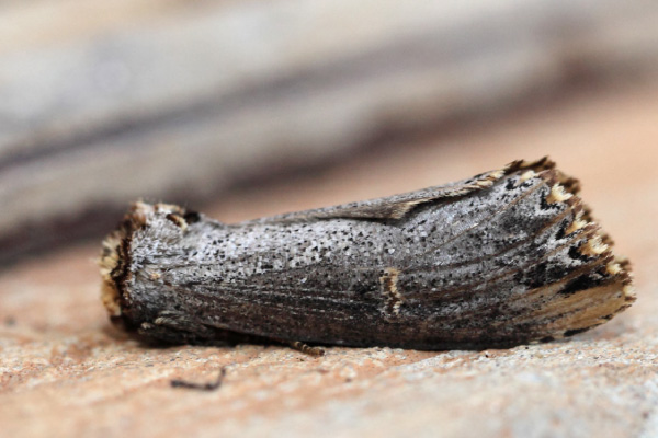 /filer/webapps/moths/media/images/L/lydenburgi_Phalera_A_Voaden.jpg